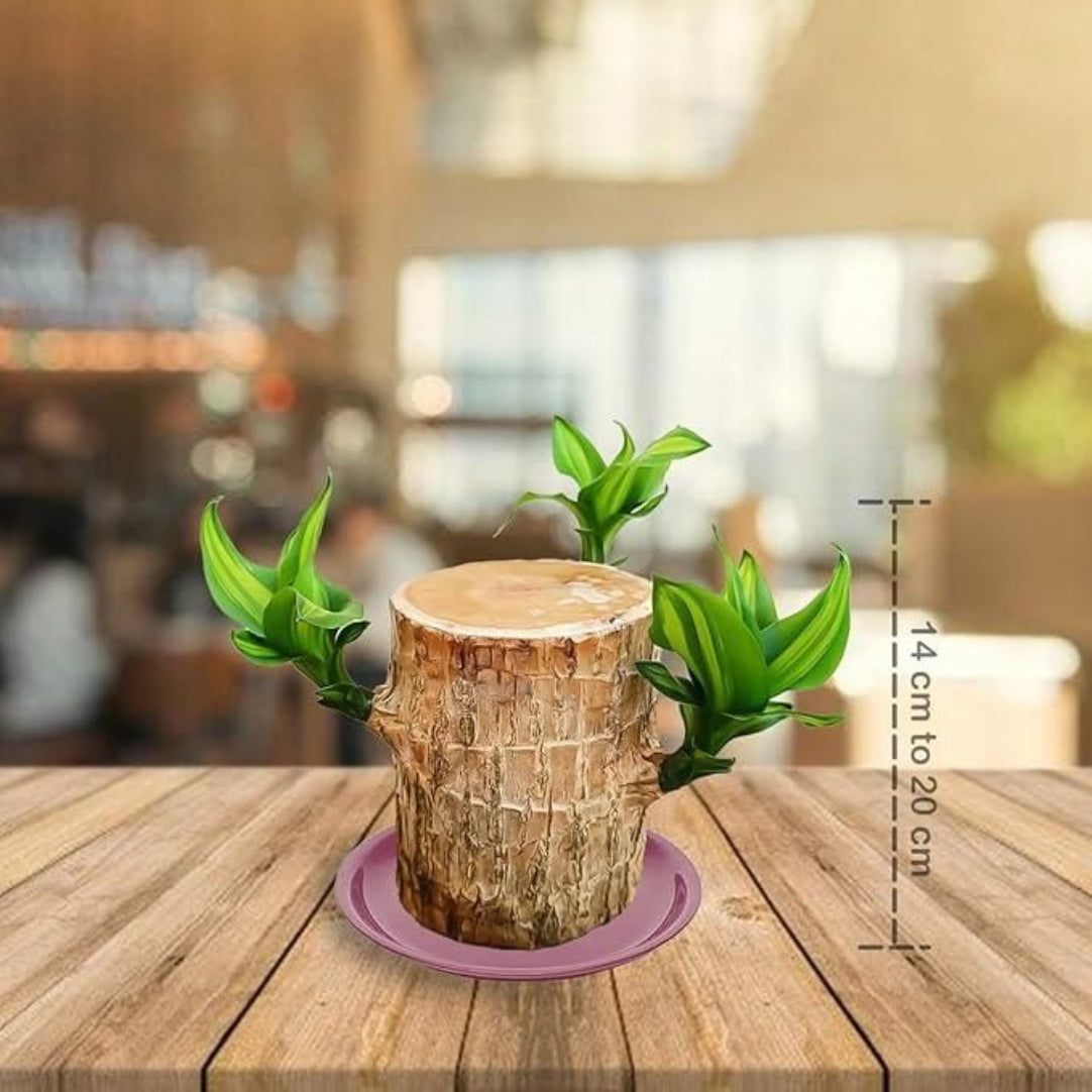 Decorative plant pot with green leaves on a wooden table, blurred background