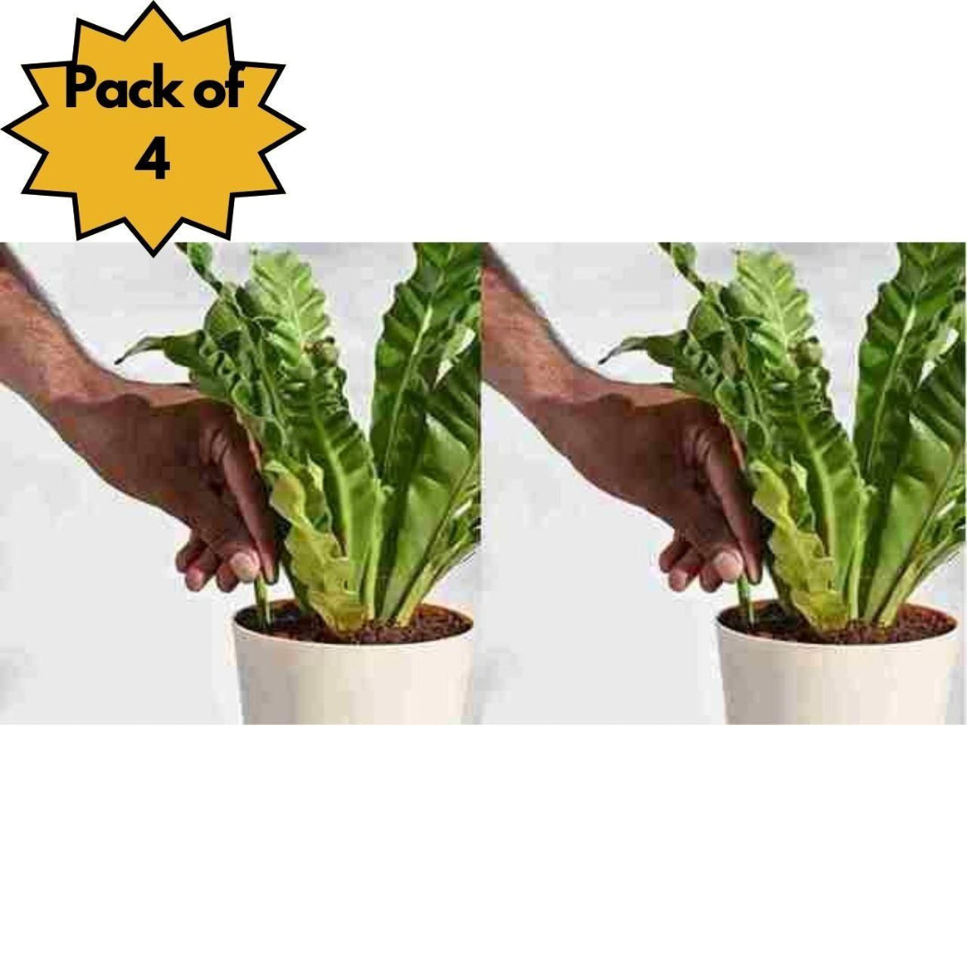 A pack of 4 fertilizer sticks being placed into a potted plant, indicating usage.