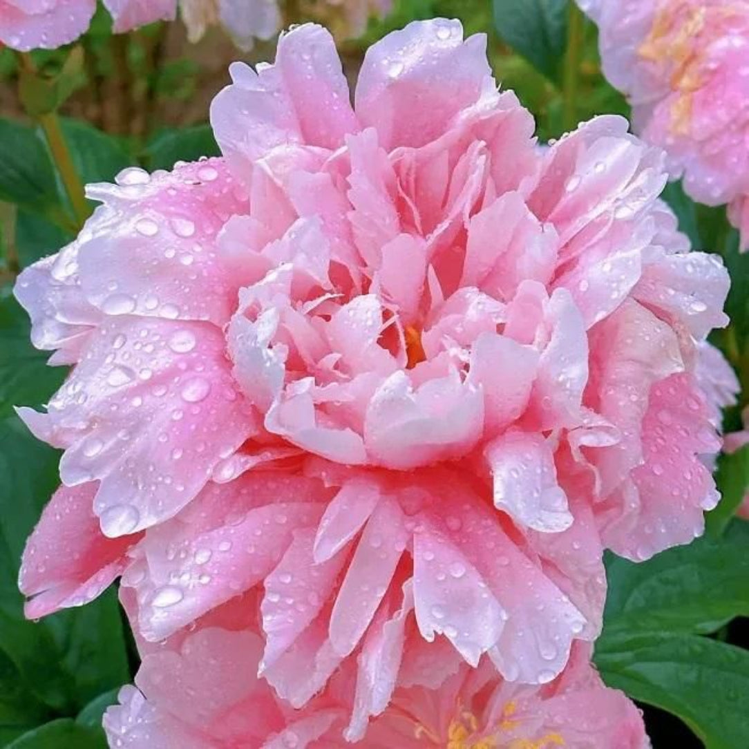 Pink peony flower with water droplets on petals