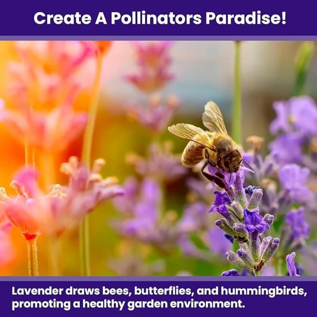 Bees on lavender flowers with text about creating a pollinators paradise.