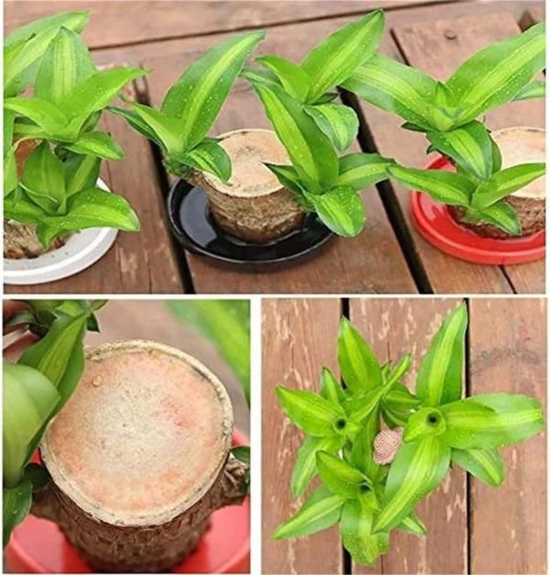 Collage of green potted plants on a wooden surface