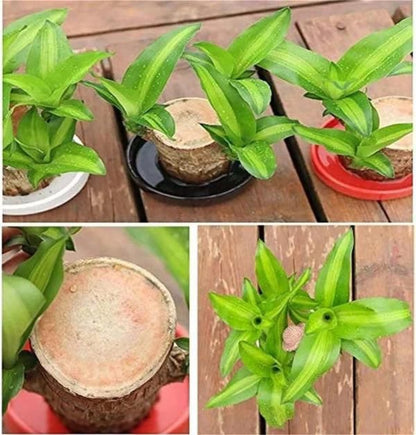 Collage of green potted plants on a wooden surface