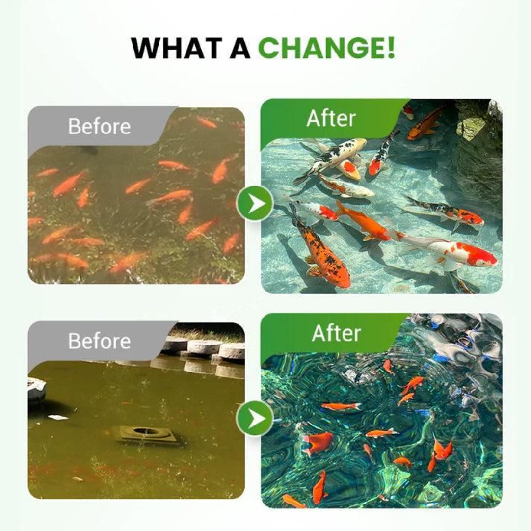 Before and after comparison of a pond with cleaner water and more fish.