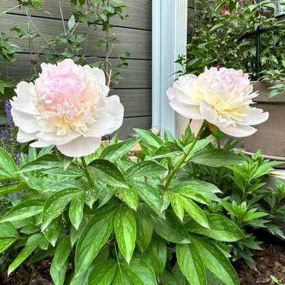 Two pink and white peony flowers with green leaves in a garden setting.
