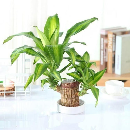 Potted plant on a table with a blurred background
