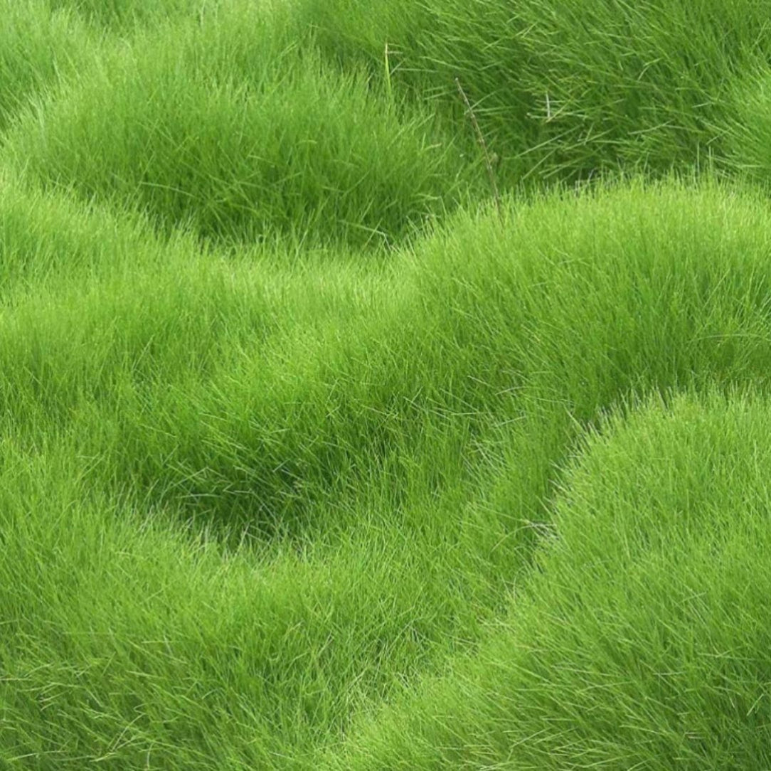Close-up of green grass with a focus on texture