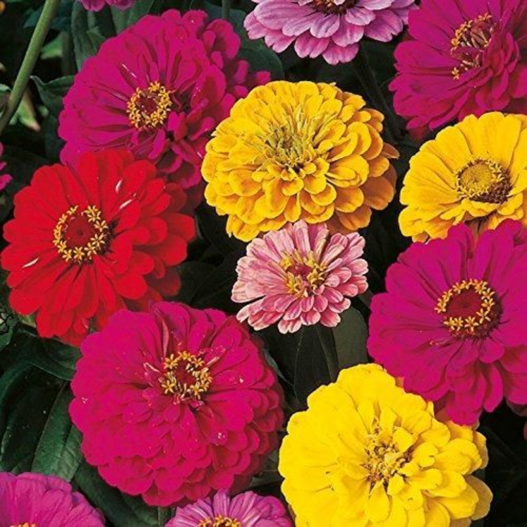 Close-up of colorful zinnia flowers in red, yellow, and pink.