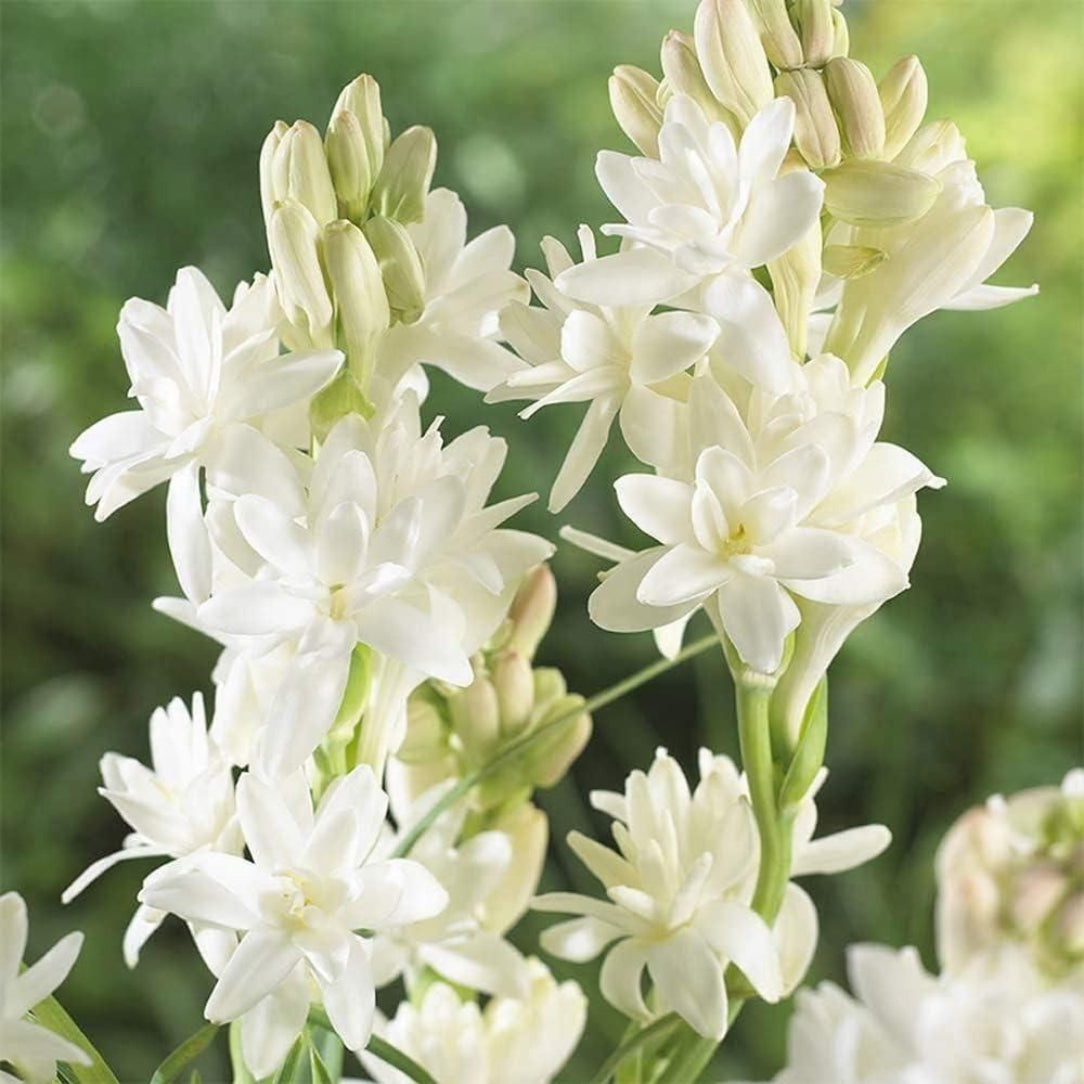 Close-up of white flowers with a blurred green background