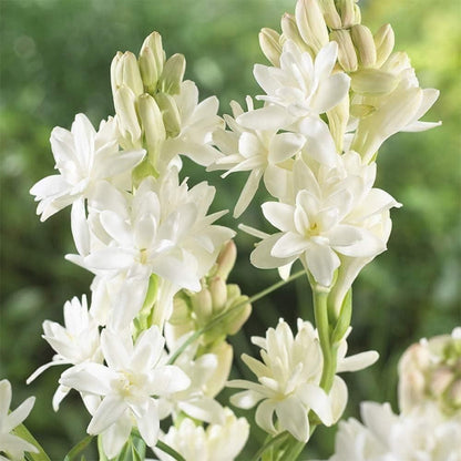 Close-up of white flowers with a blurred green background