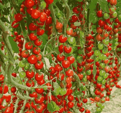 Close-up of ripe and unripe tomatoes on a vine