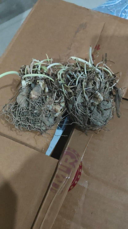 Small plants with roots on a brown cardboard box