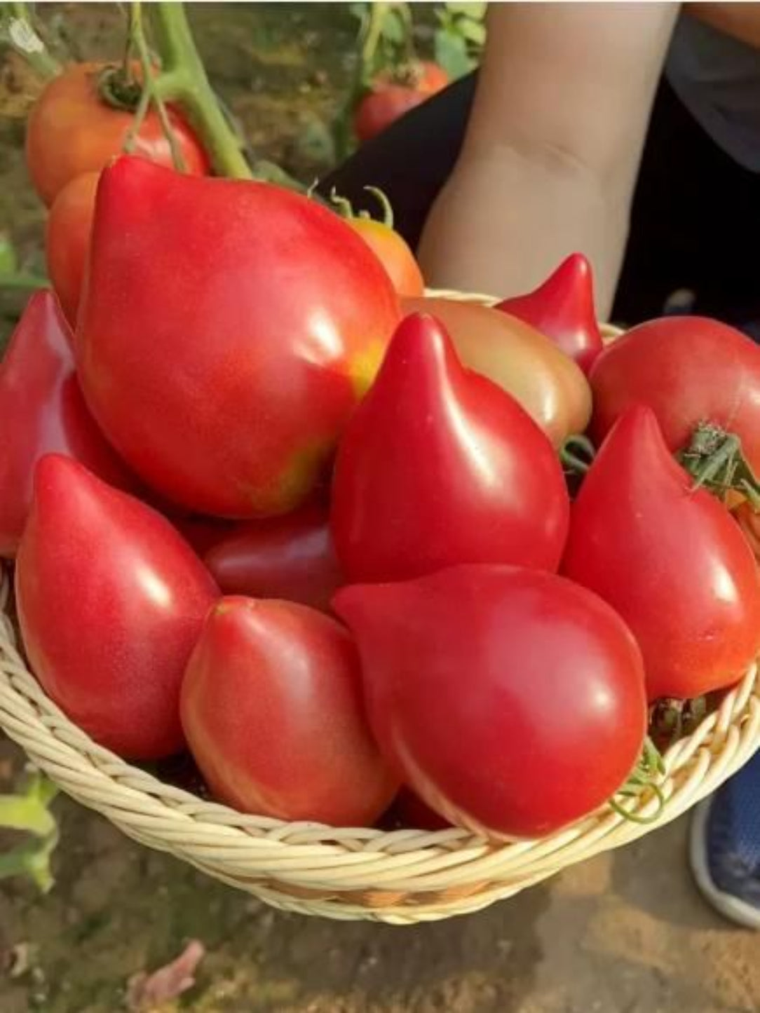 Basket of red tomatoes with a blurred background