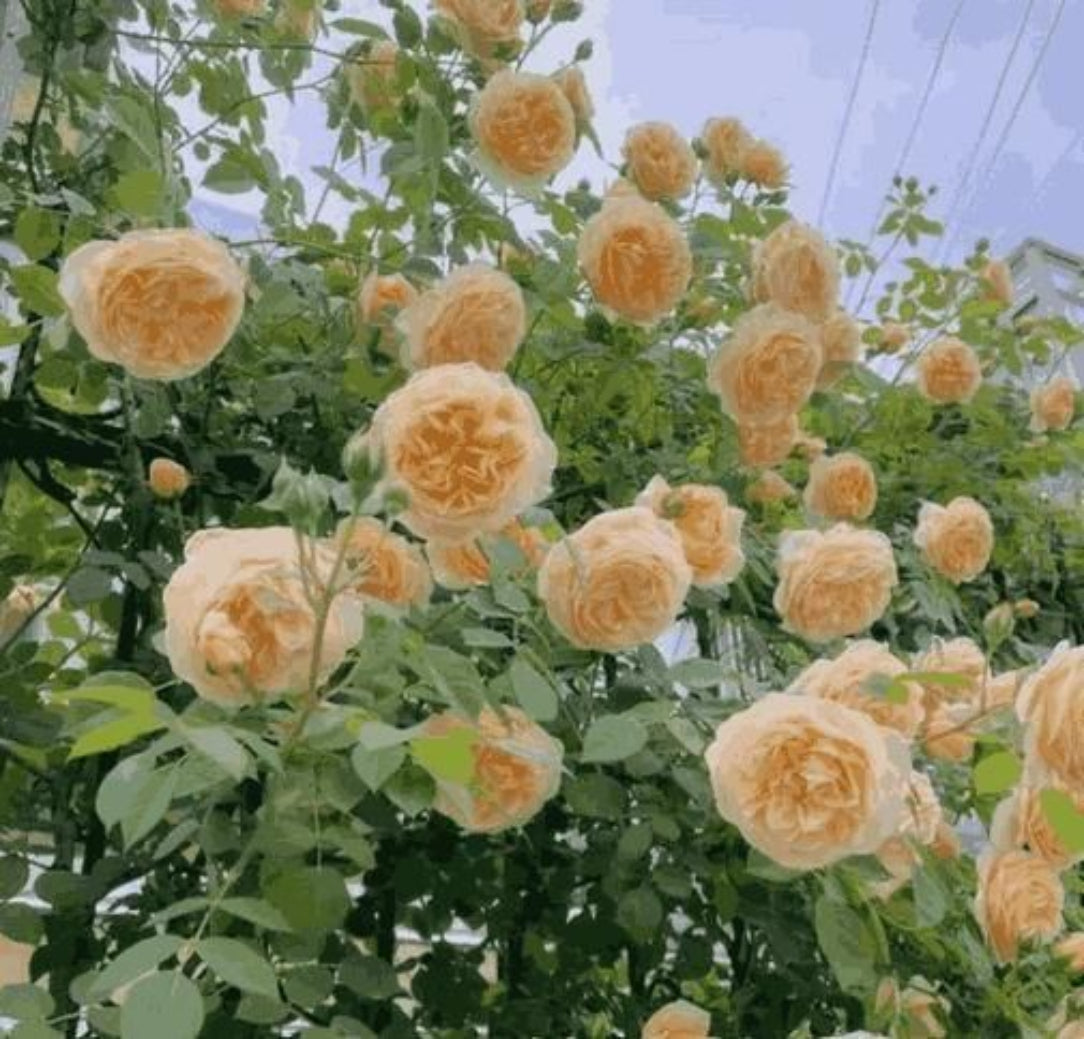 Yellow roses with green leaves against a blue sky