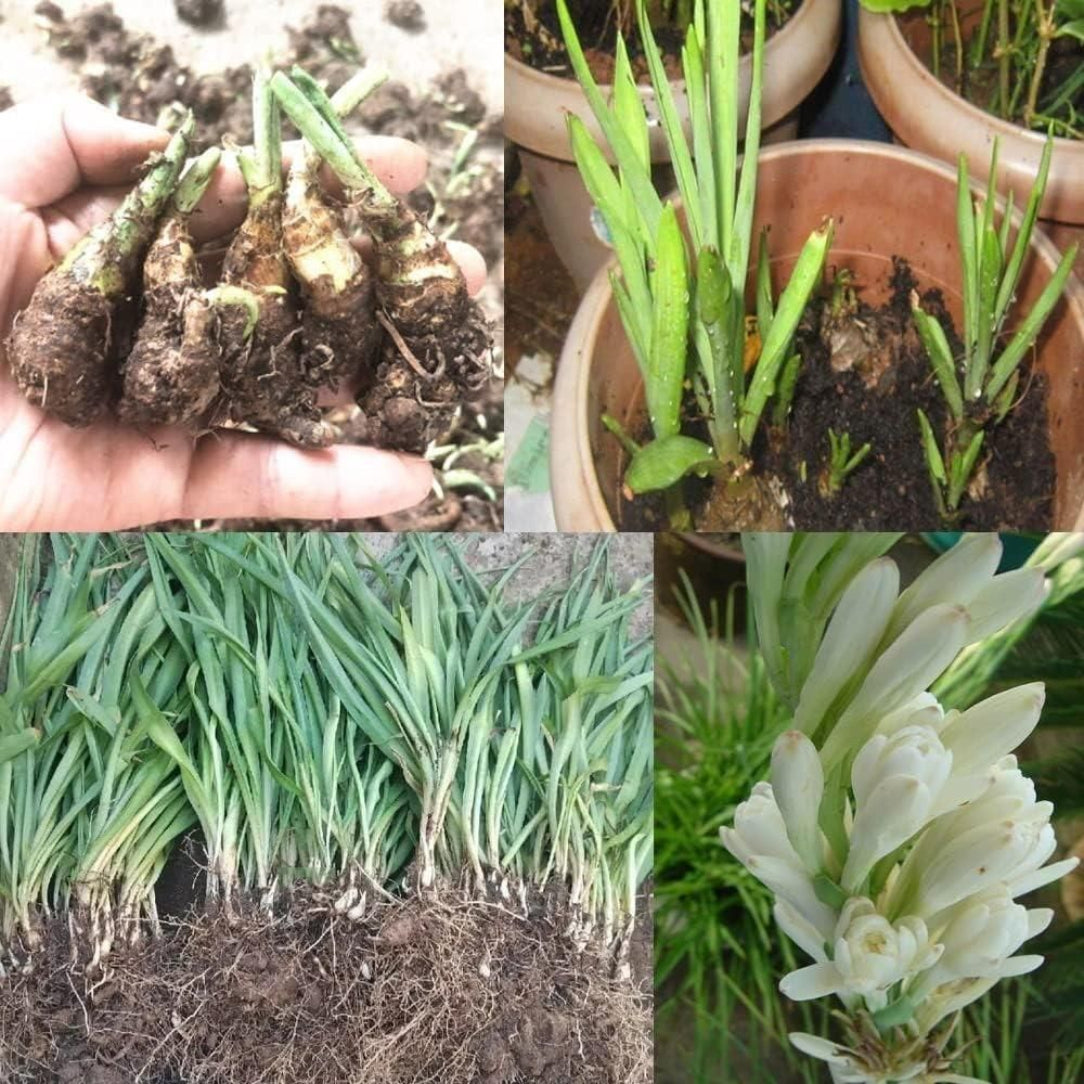 Collage of images showing stages of a plant's growth from roots to flowers.