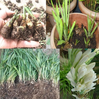 Collage of images showing stages of a plant's growth from roots to flowers.