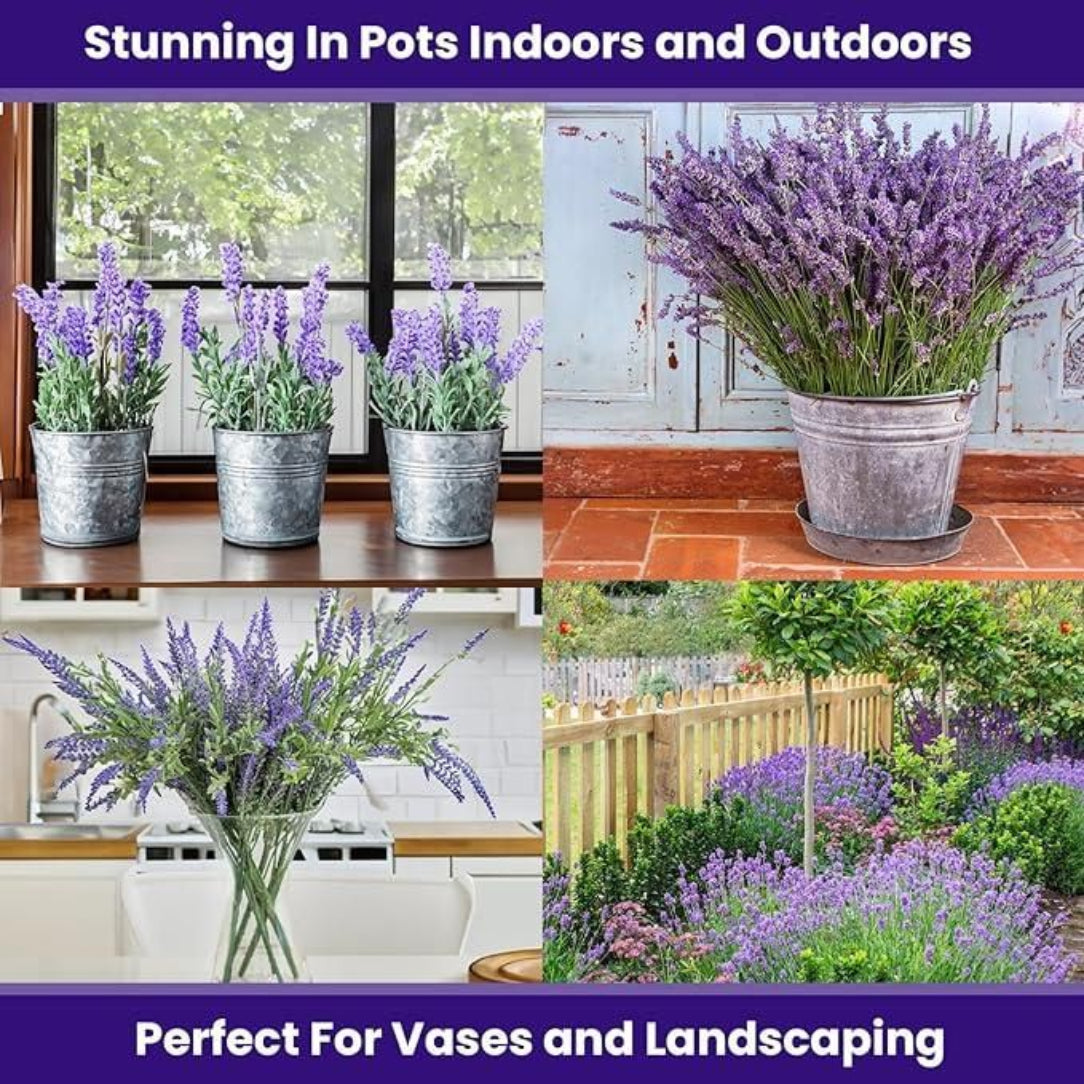 Collage of lavender plants in various settings including indoors and outdoors.