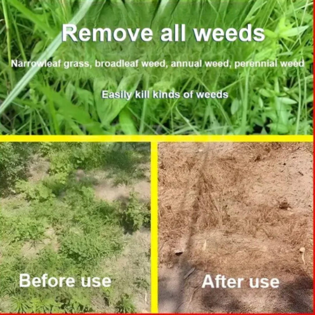 Before and after effect of weed killer on grass and weeds.