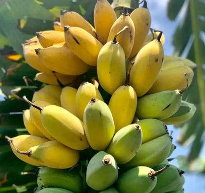 Bunch of yellow bananas with green ones on a tree