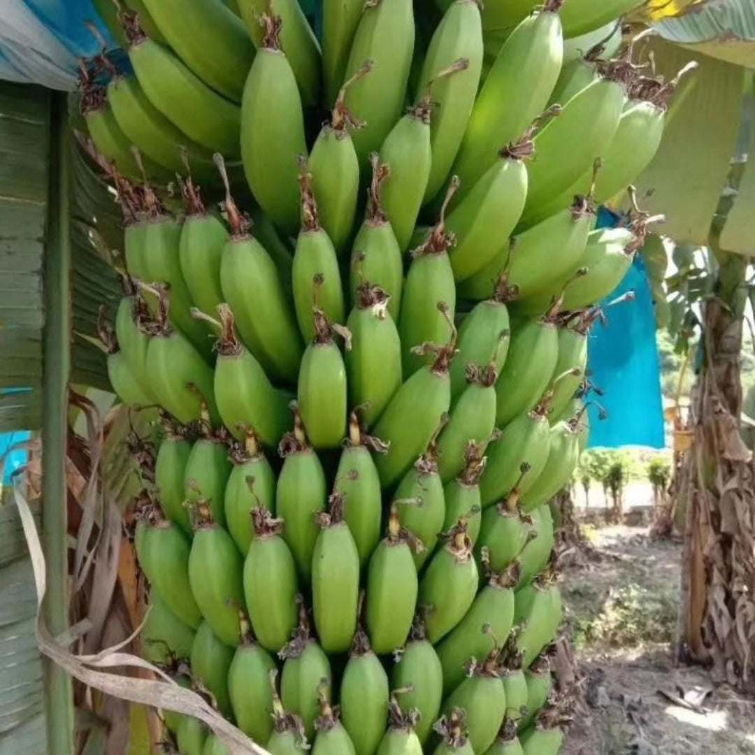 Bunch of green bananas hanging from a tree