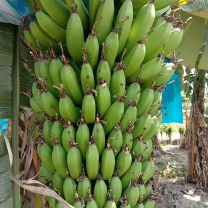 Bunch of green bananas hanging from a tree