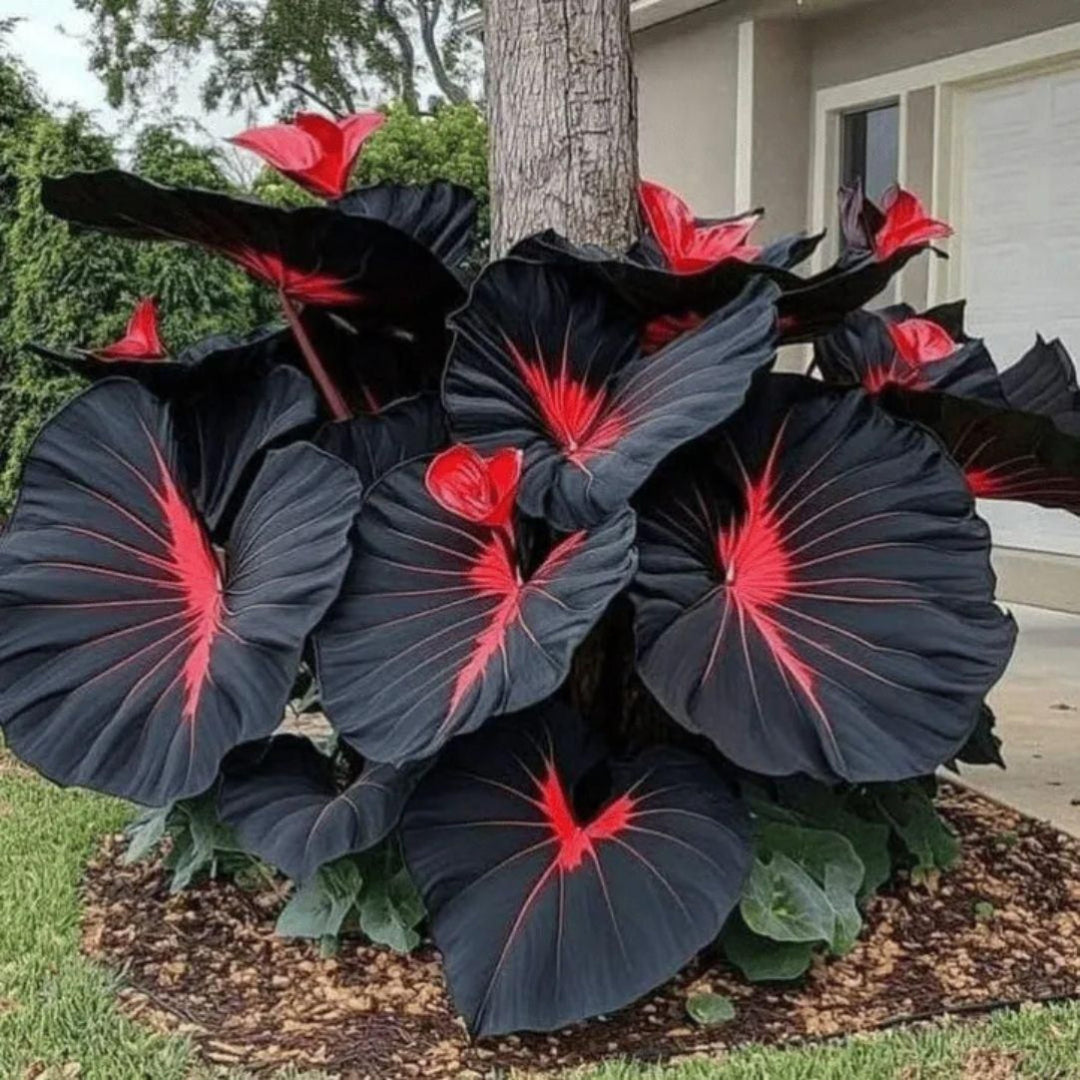 Large dark green leaves with red centers in a garden setting.