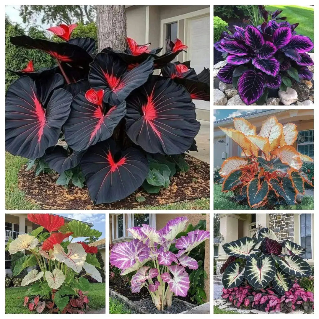 Collage of various colorful elephant ear plants in different settings.