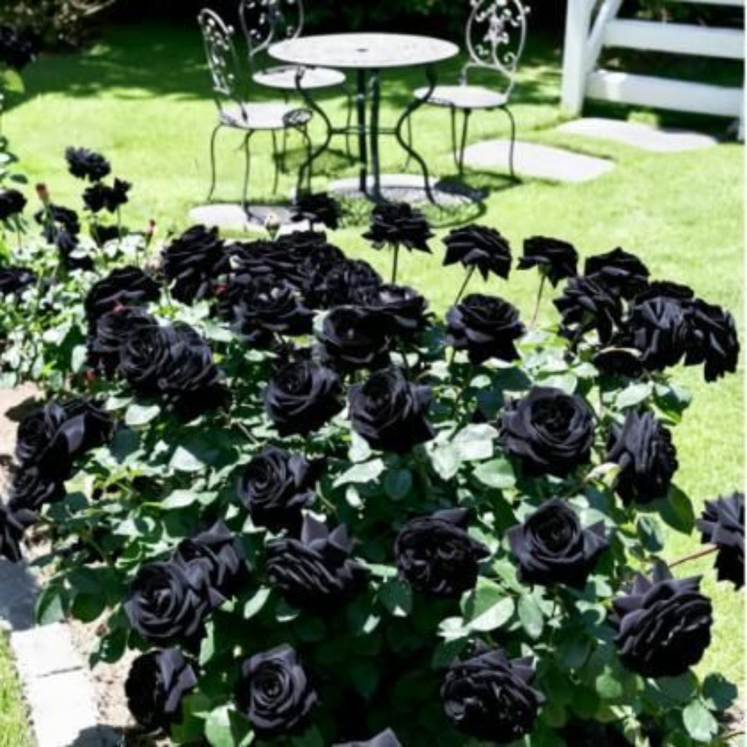 Black roses in a garden with a table and chairs in the background