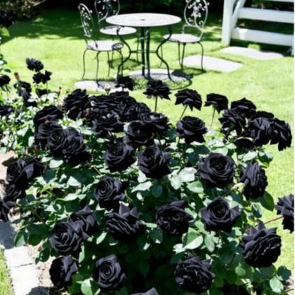 Black roses in a garden with a table and chairs in the background