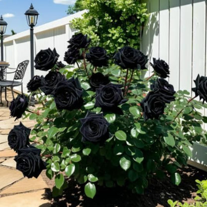 Bush of black roses with green leaves in a garden setting.