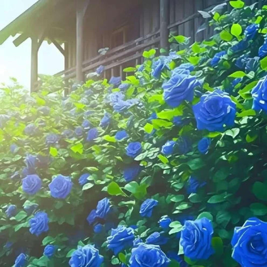 Blue roses growing on a wall with a wooden structure in the background