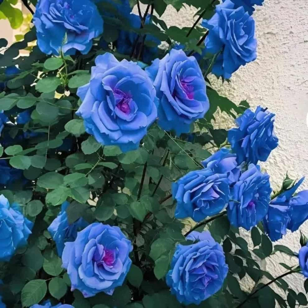 Blue roses with green leaves on a blurred background