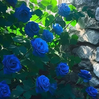 Blue roses with green leaves against a rocky background