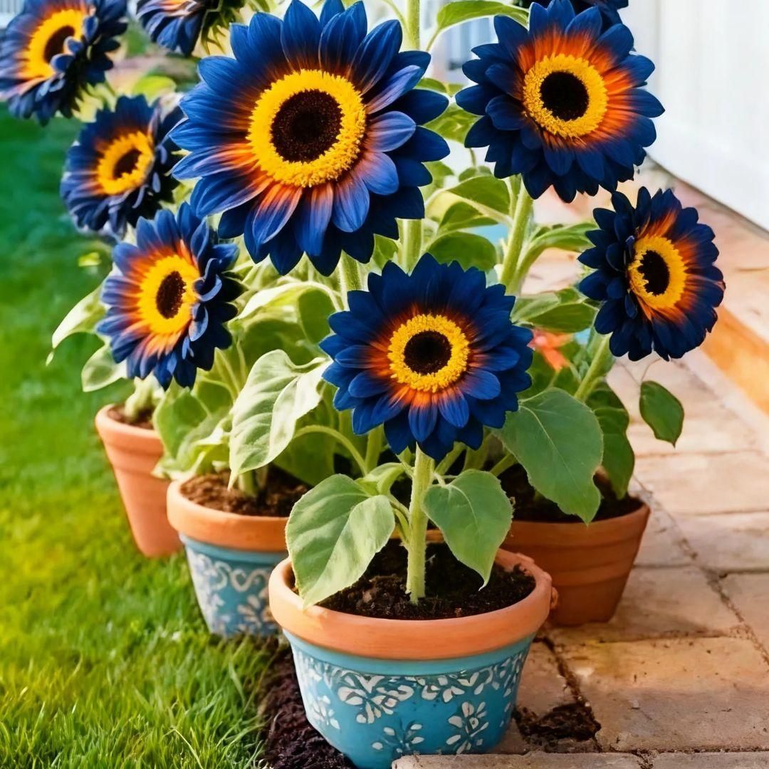Potted sunflowers with blue petals and yellow centers on a patio