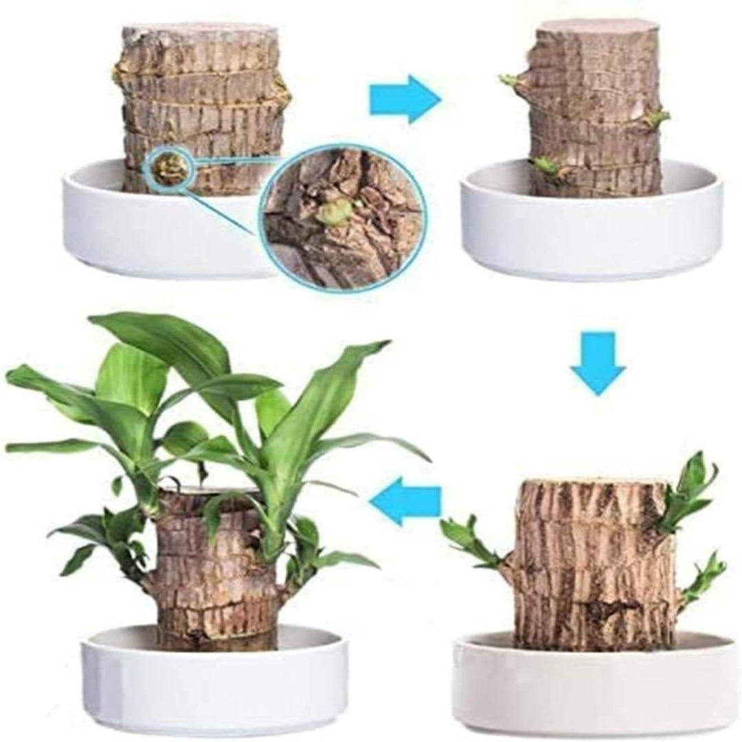 Brazilian Lucky Wood, Mini Home Plant Decorations ( Buy One Get One Free )