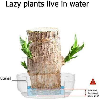 Brazilian Lucky Wood, Mini Home Plant Decorations ( Buy One Get One Free )