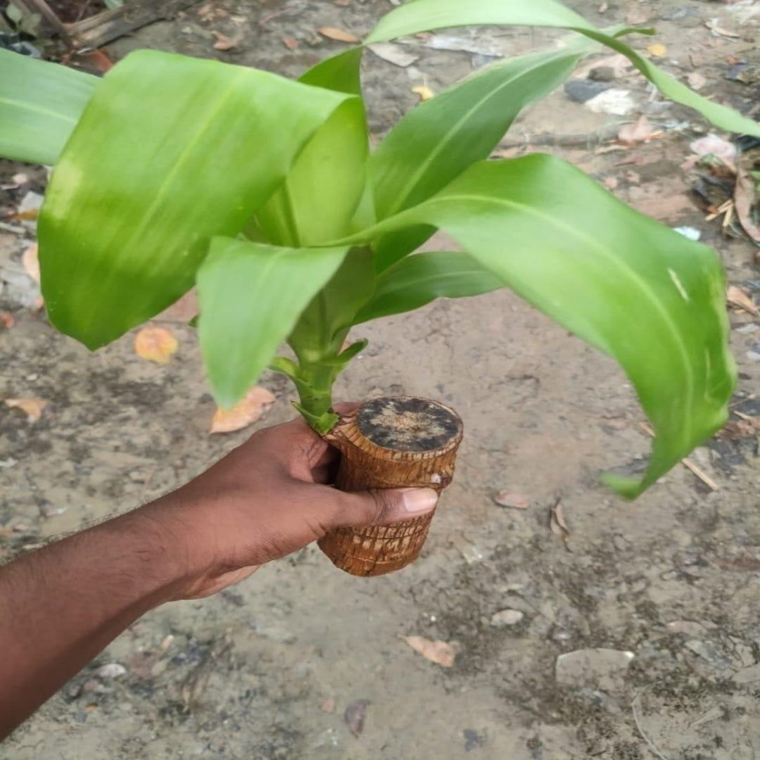 Hand holding a small potted plant with a textured pot against a concrete background