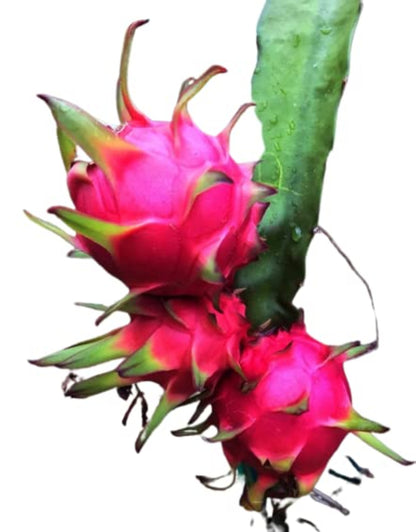 Close-up of a dragon fruit with green spines on a white background