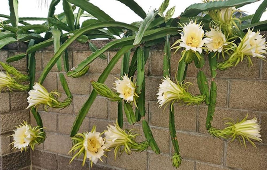 Dragon fruit plants with white flowers against a brick wall.
