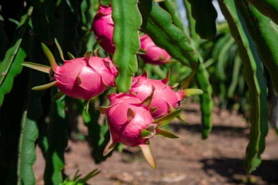 Pink dragon fruits hanging from a plant with green leaves.