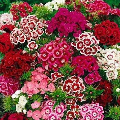 Bouquet of red, pink, and white sweet William flowers with green leaves.