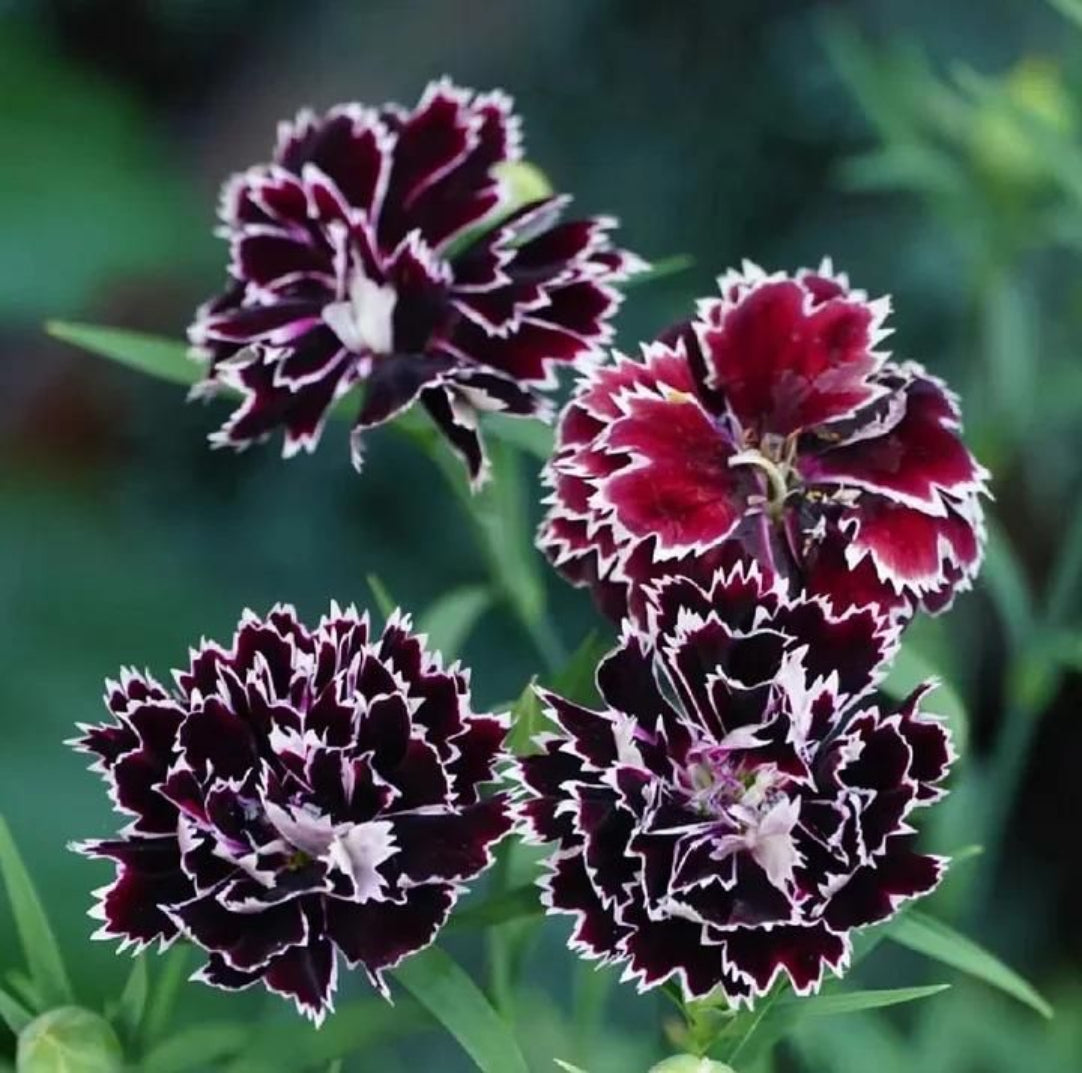Close-up of dark purple and white flowers with green leaves on a blurred green background