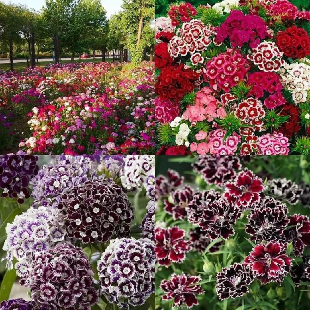 Collage of various colorful flowers including red, pink, purple, and white.