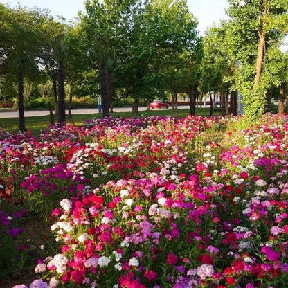 Colorful flower bed in a park with trees in the background