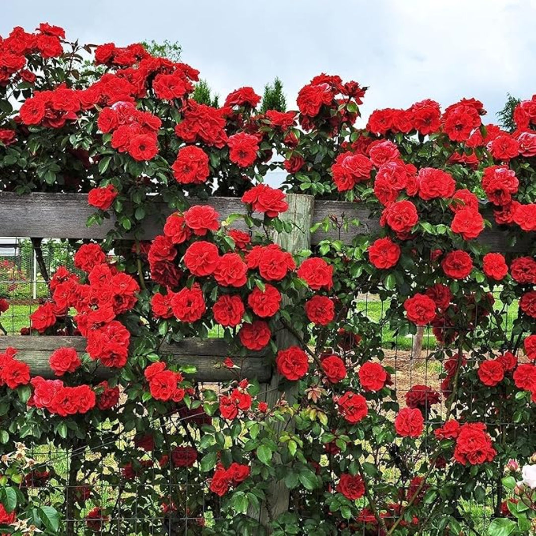Red roses climbing over a wooden fence with greenery in the background