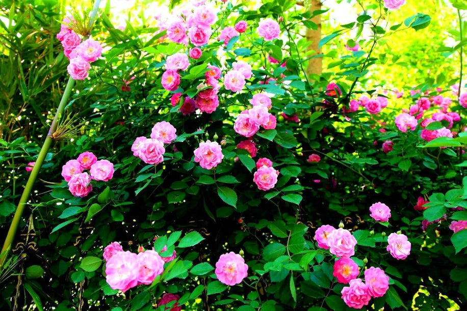 Pink flowers with green leaves in a natural setting