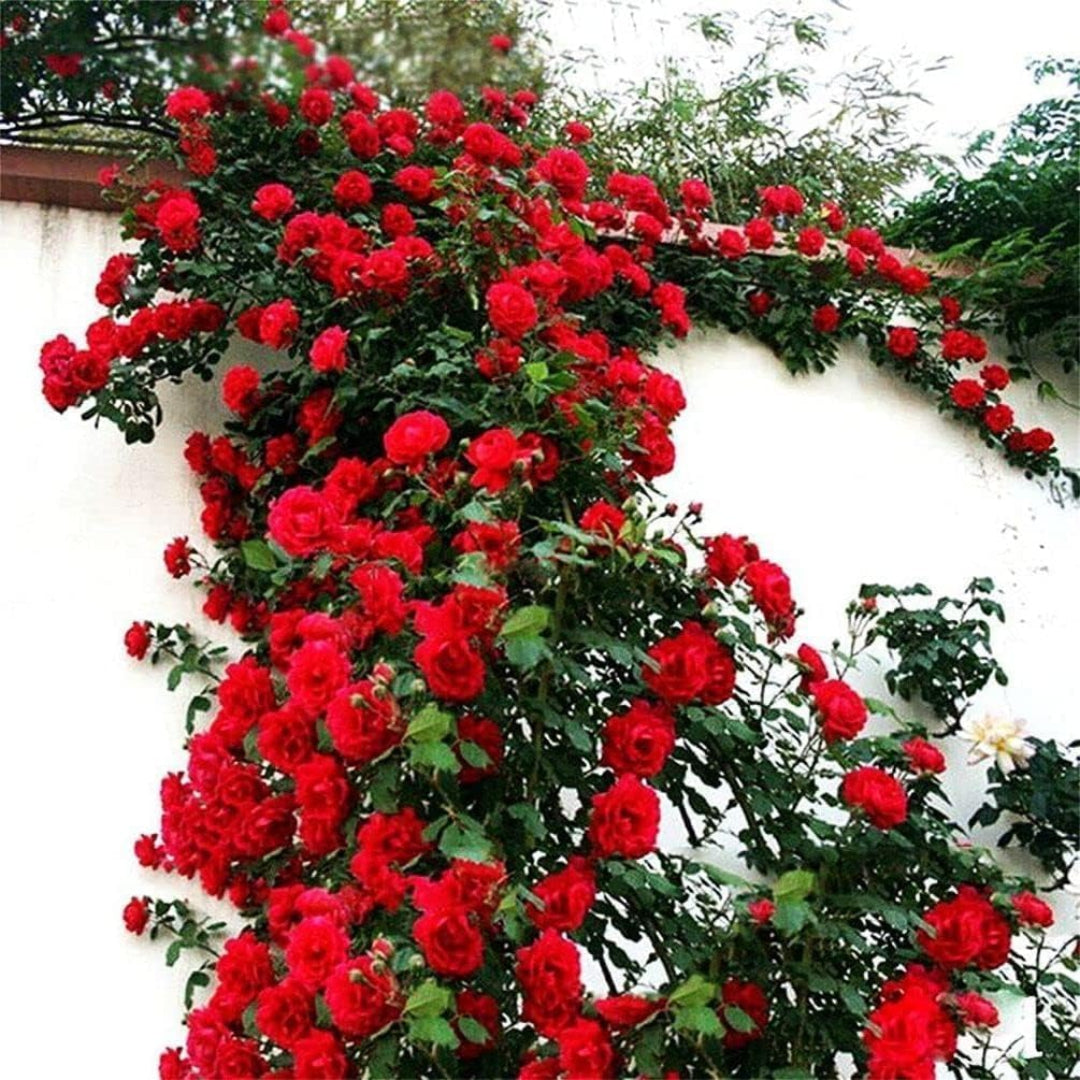Vine of red roses climbing over a white wall with greenery.