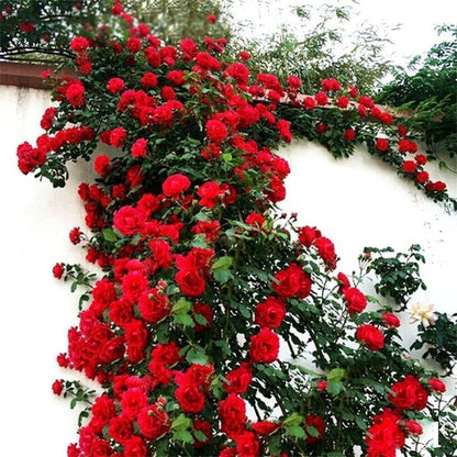 Vine of red roses climbing over a white wall with greenery.