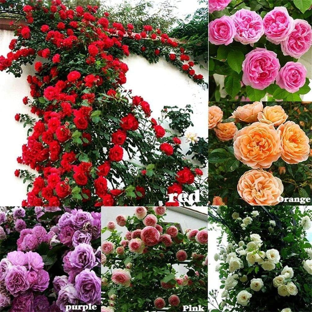 Collage of various colored rose arrangements including red, pink, orange, purple, and white.