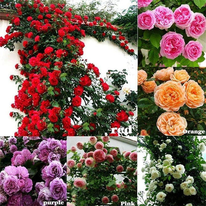 Collage of various colored rose arrangements including red, pink, orange, purple, and white.