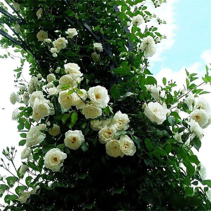White flowers with green leaves against a blue sky